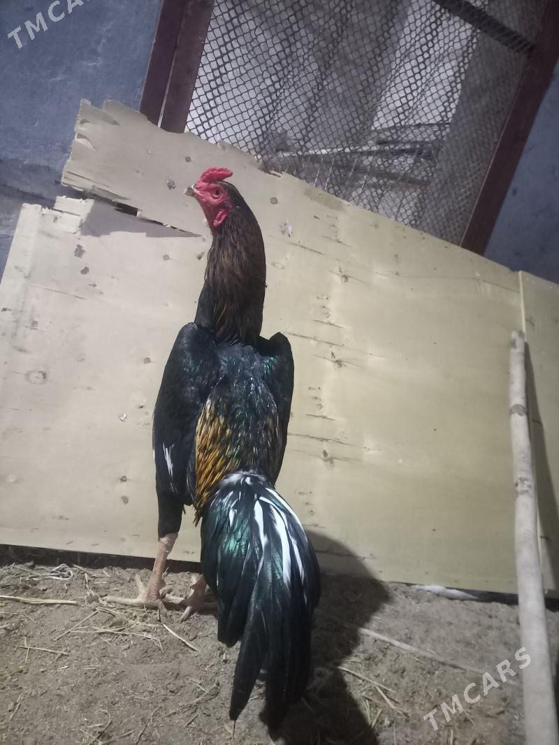 horaz - Чарджоу - img 1