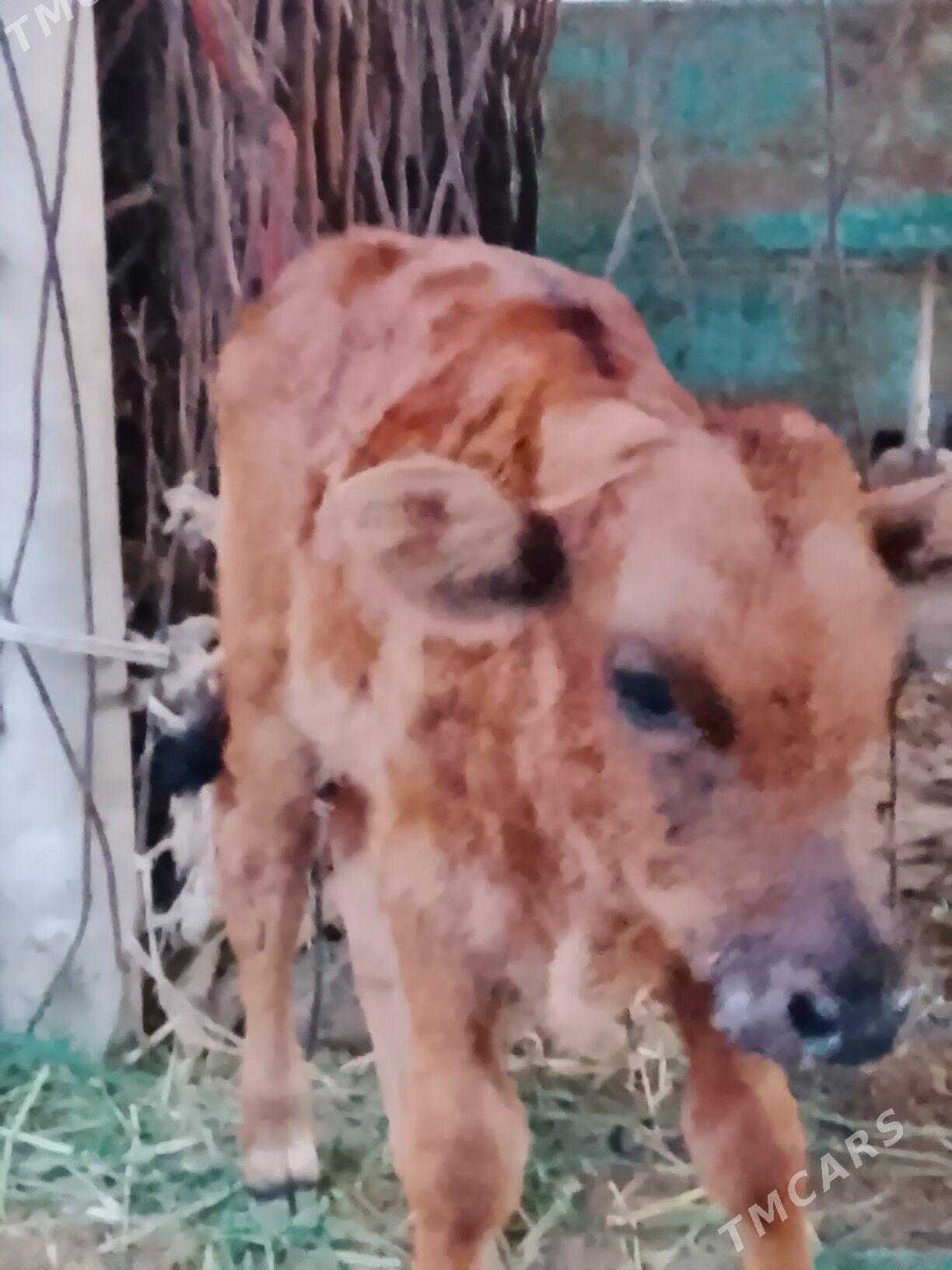 Göleli sygyr - Бабадайхан - img 1