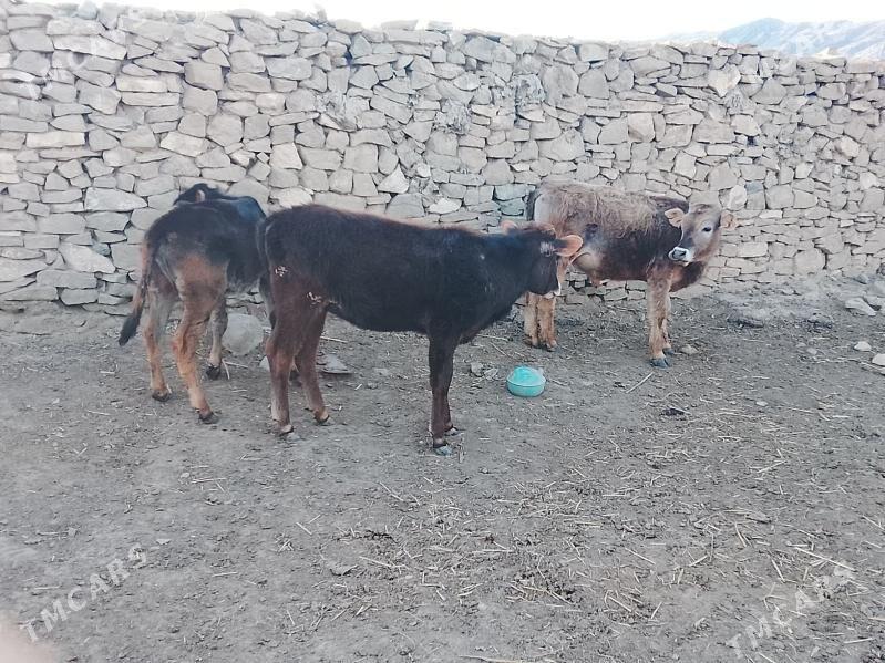 okuz - Гызыларбат - img 1