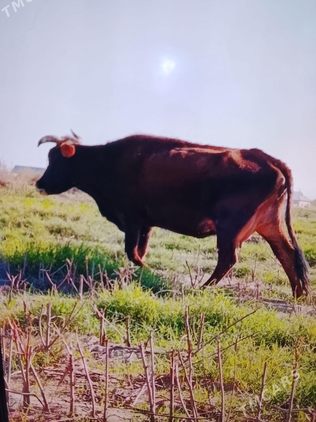 Bogoz sygyr - Бабадайхан - img 1