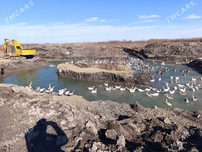 Copan gerek - Kaka - img 1