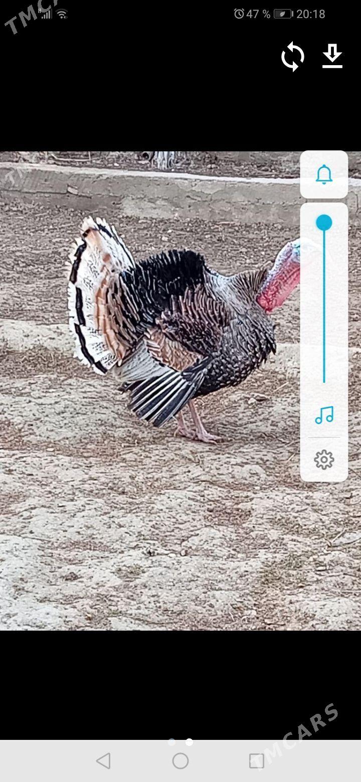 Induk - Türkmenbaşy - img 1