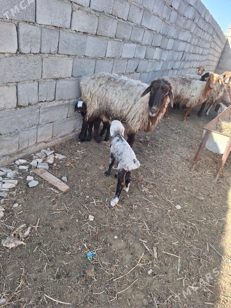 ekiz guzly goyun - Türkmenbaşy - img 1