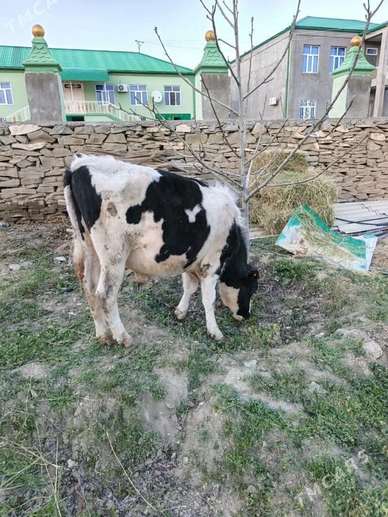 ökuz - Ашхабад - img 1