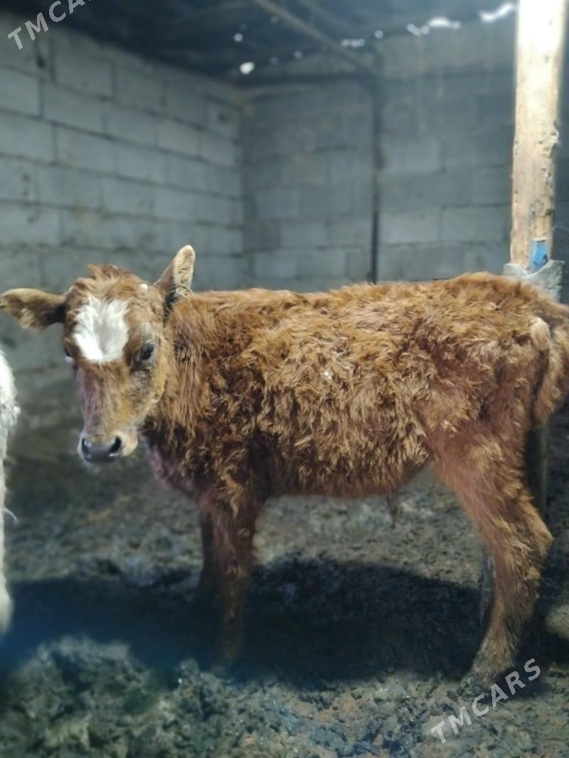 gole - Herrikgala - img 1