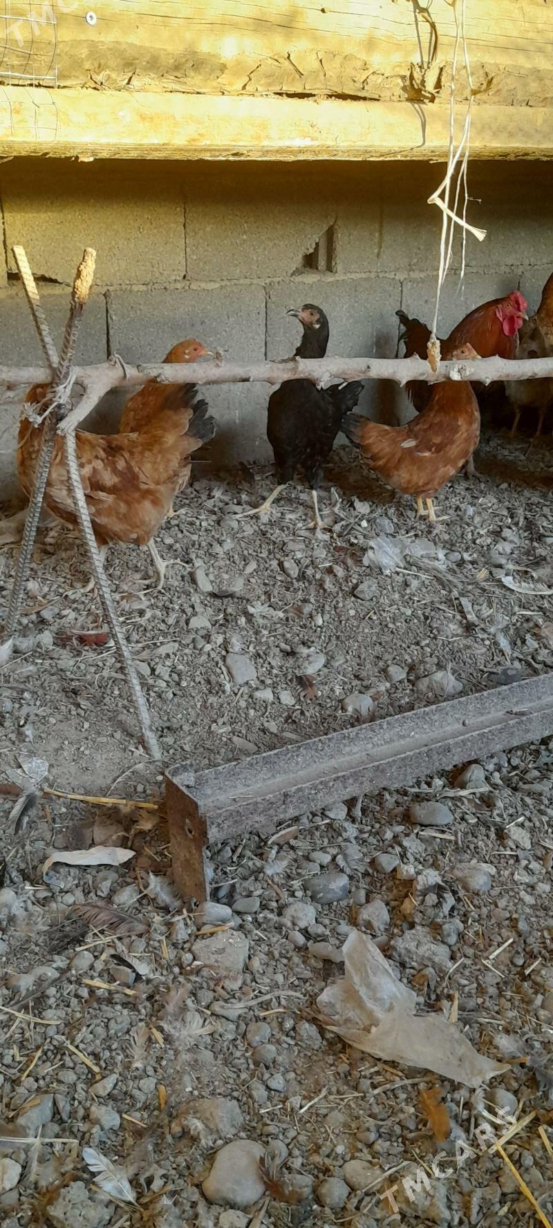 Towyk - Кака - img 1