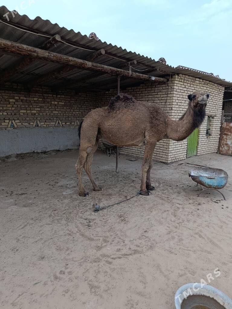 duye - Сакарчага - img 1