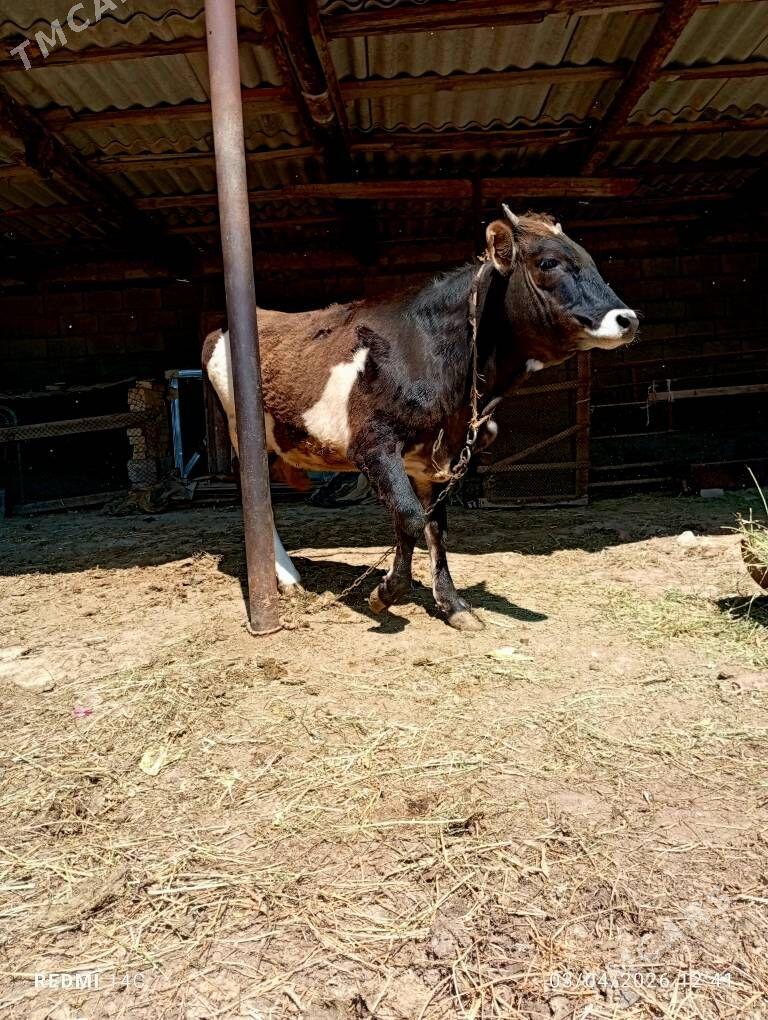 Tùwe - Анев - img 1