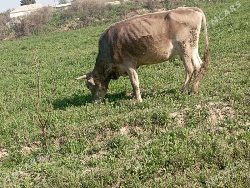 Sygyr - Bäherden - img 1