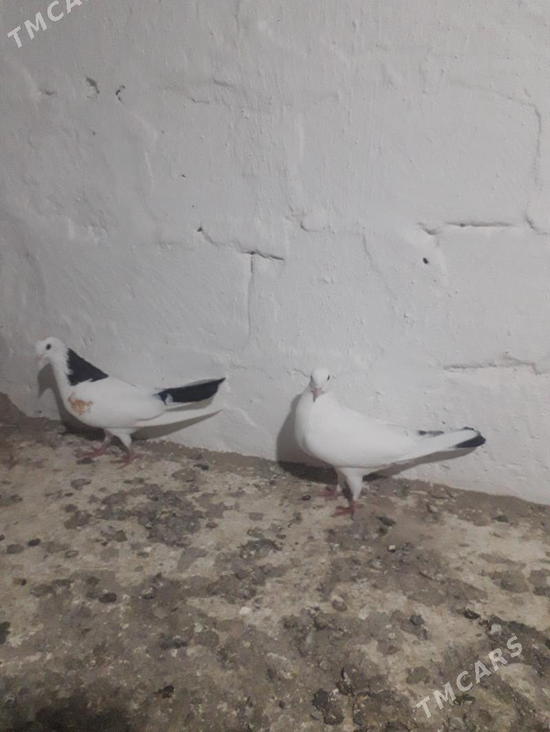 kepderi - Mary - img 1