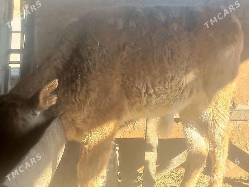 okizce - Гумдаг - img 1