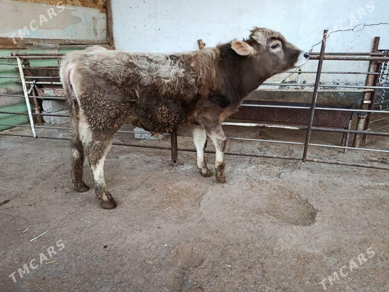 şwet Öküz - Ашхабад - img 1