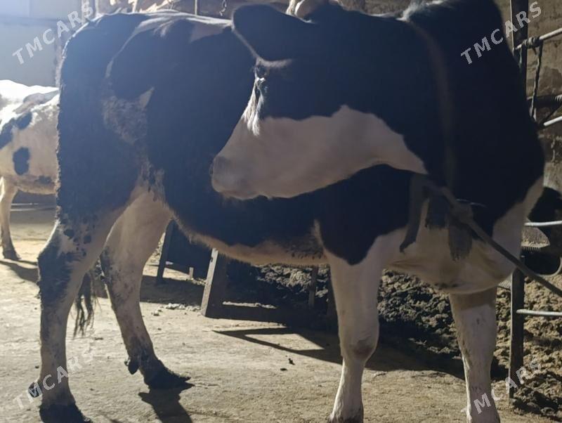 Богаз - Türkmenabat - img 1