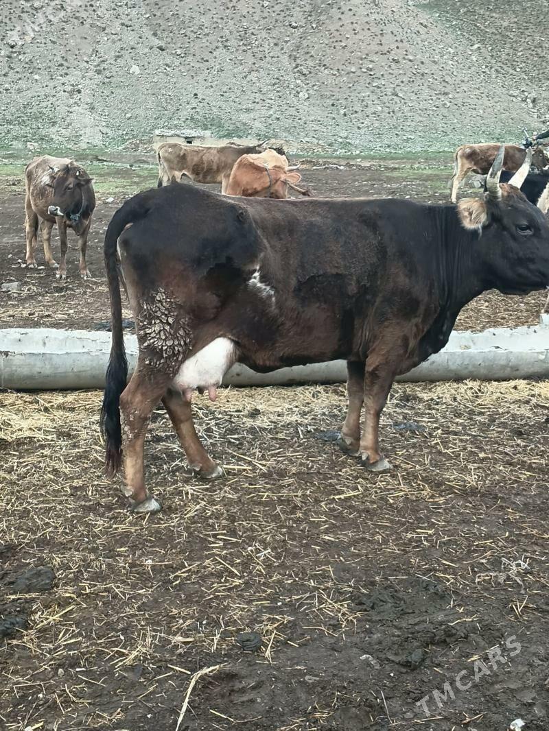 Göleli sygyr - Бахарден - img 1