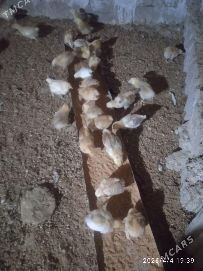 tejen towuk juyje - Мургап - img 1