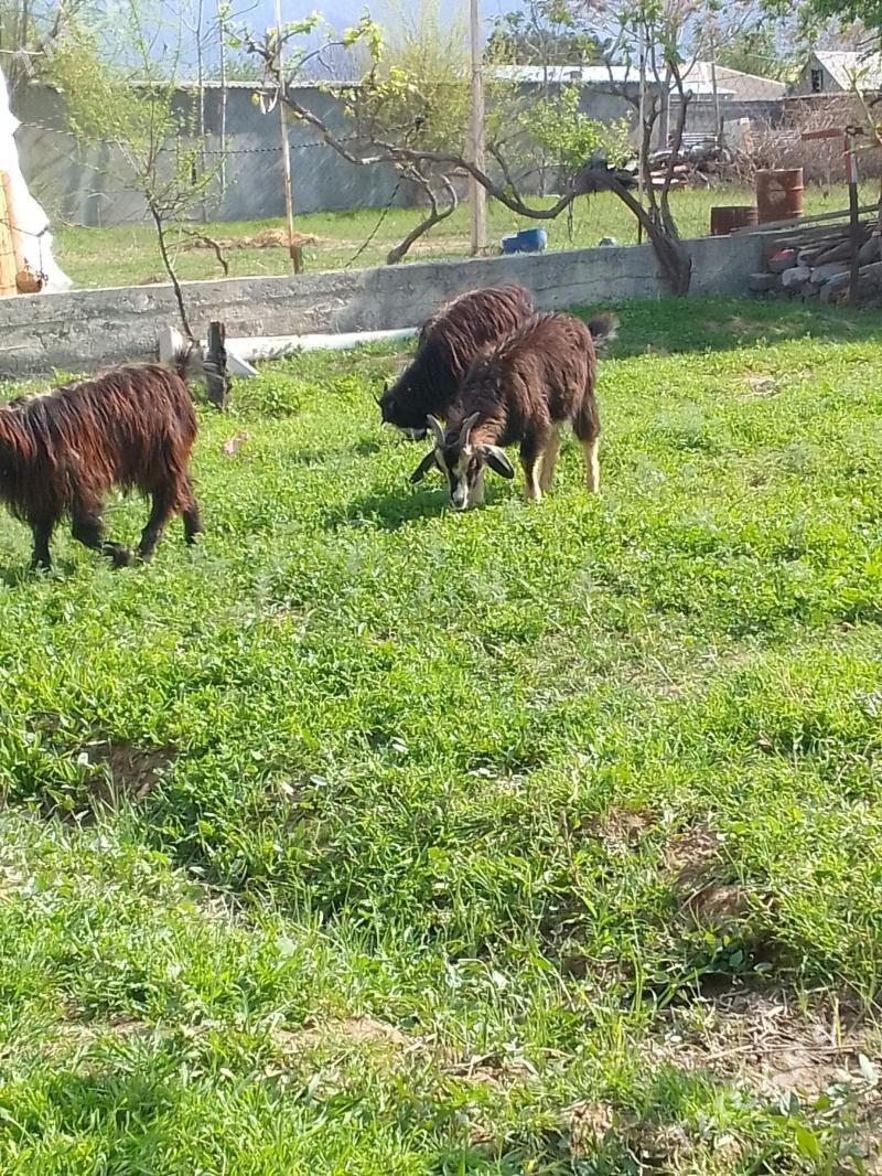 cebis - Гёкдепе - img 1