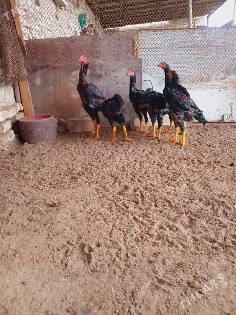 Baÿsowy - Мары - img 1