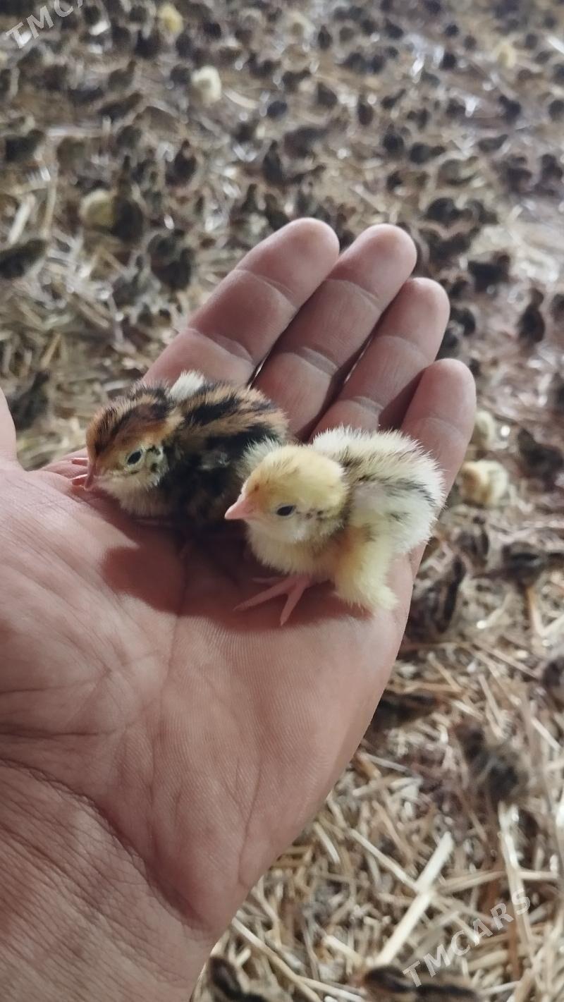 bedene jüje - Туркменабат - img 1