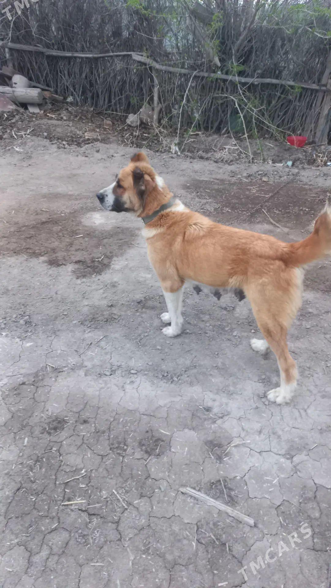 Gonurja - Boldumsaz - img 1