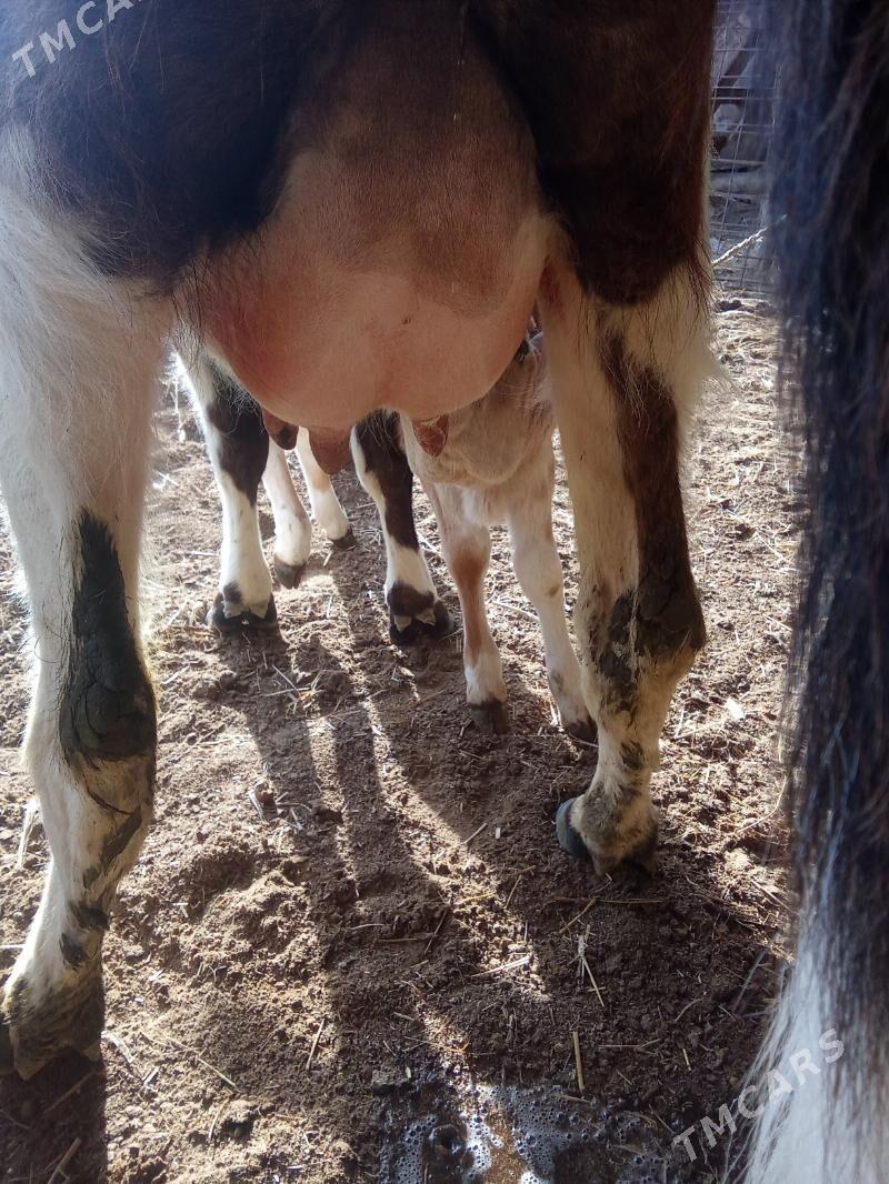 Gölely sygyr - Эсенгулы - img 1