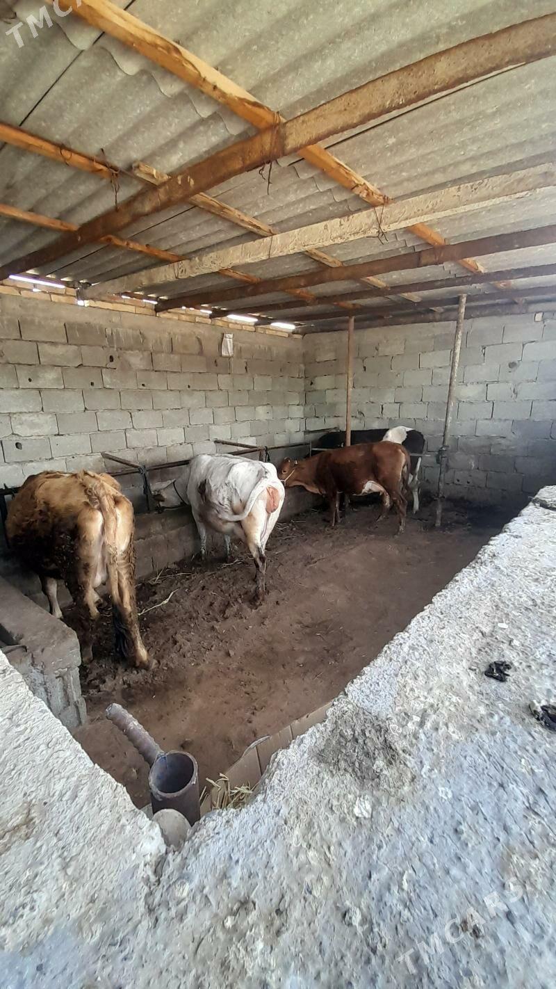 göleli we  agyr bogaz sygyrlar - Гёкдепе - img 1