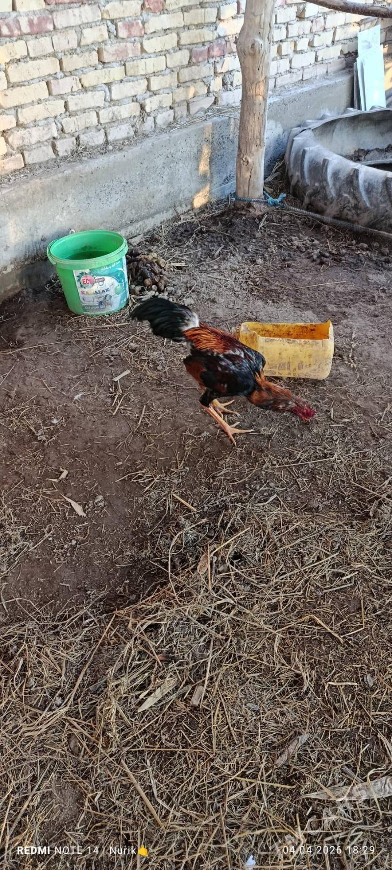 horaz - Sakar - img 1