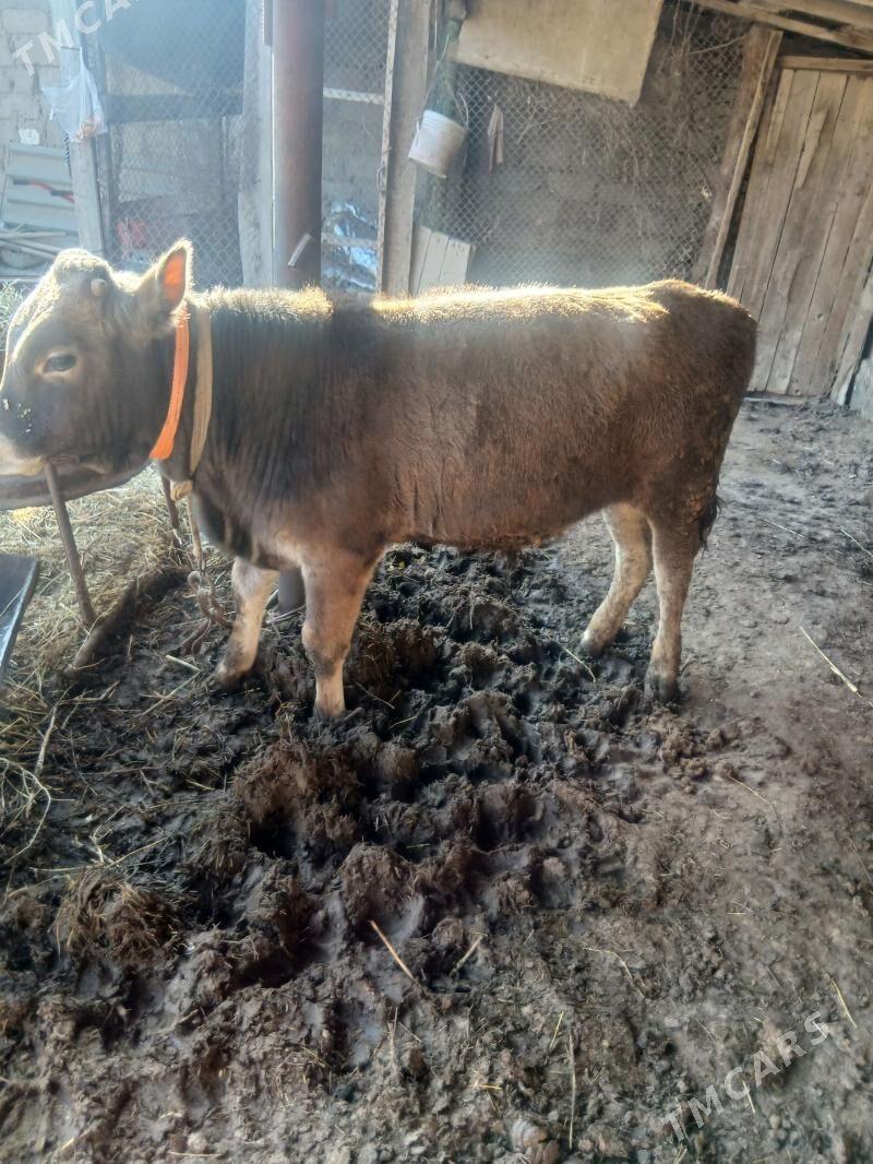 okuz - Ýaşlyk - img 1