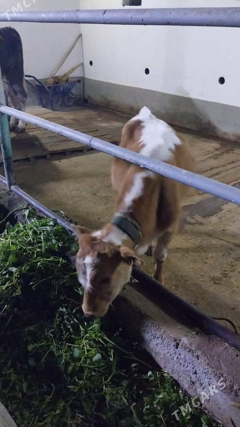 okuz - Ашхабад - img 1