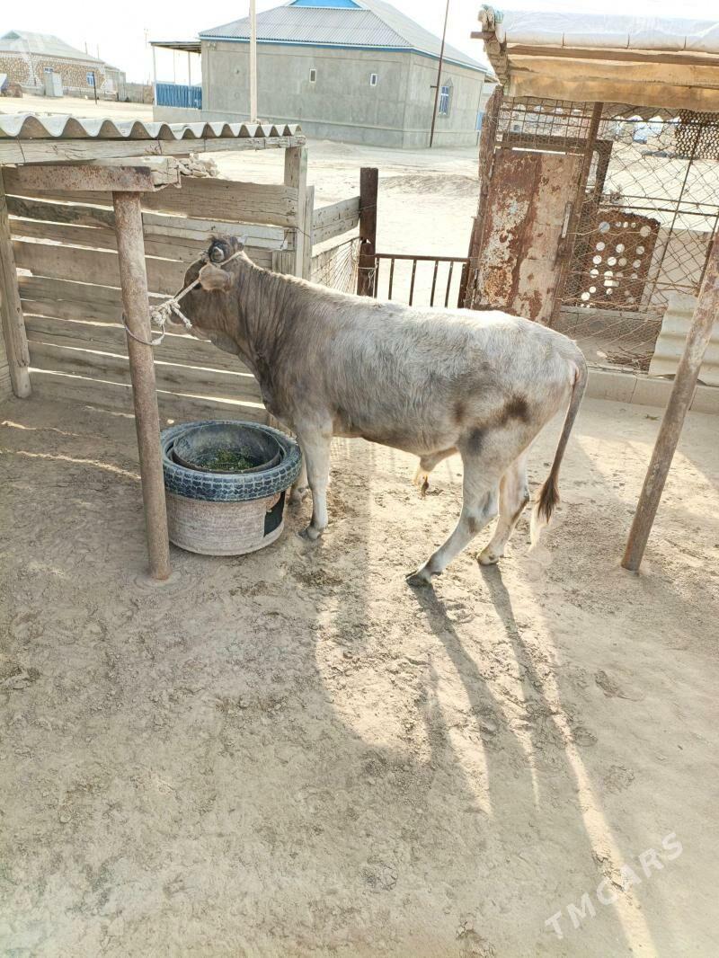 Öküz - Esenguly - img 1