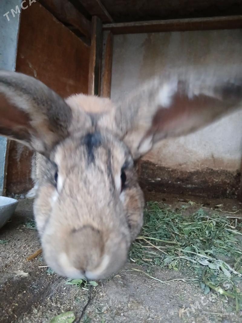 домашние животные - Türkmenabat - img 1