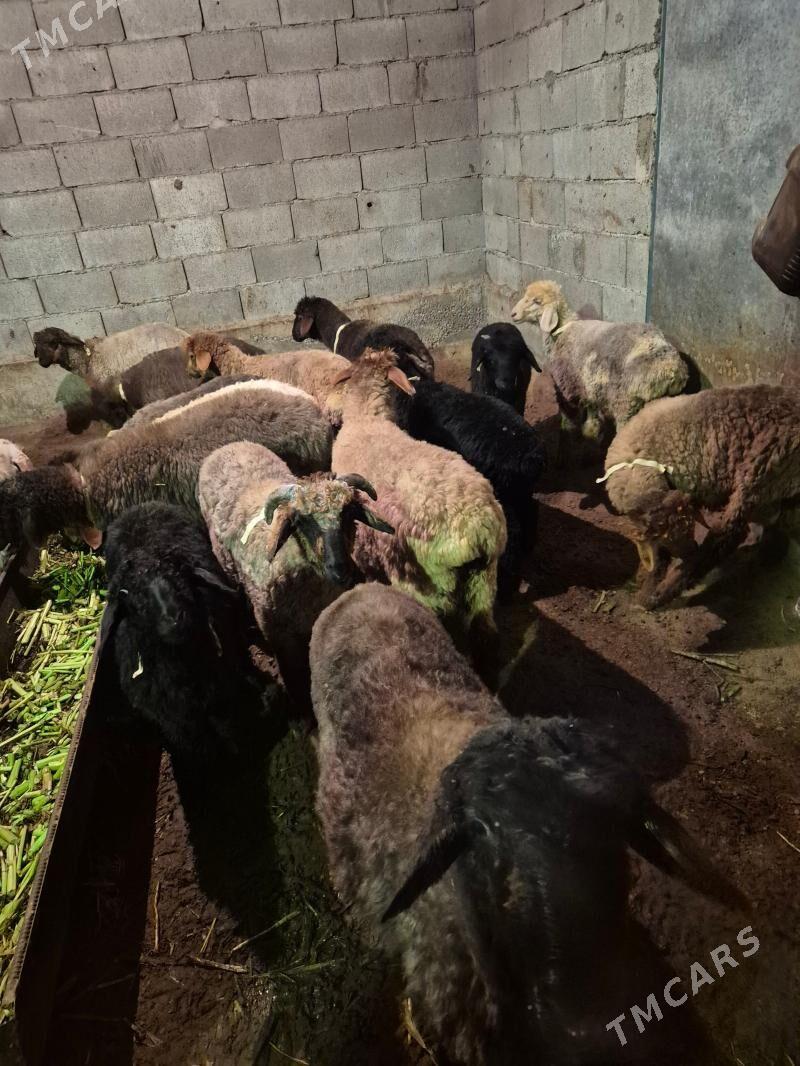 Issek - Herrikgala - img 1