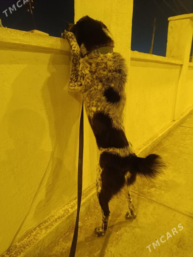 Alabay - Garadamak Şor - img 1