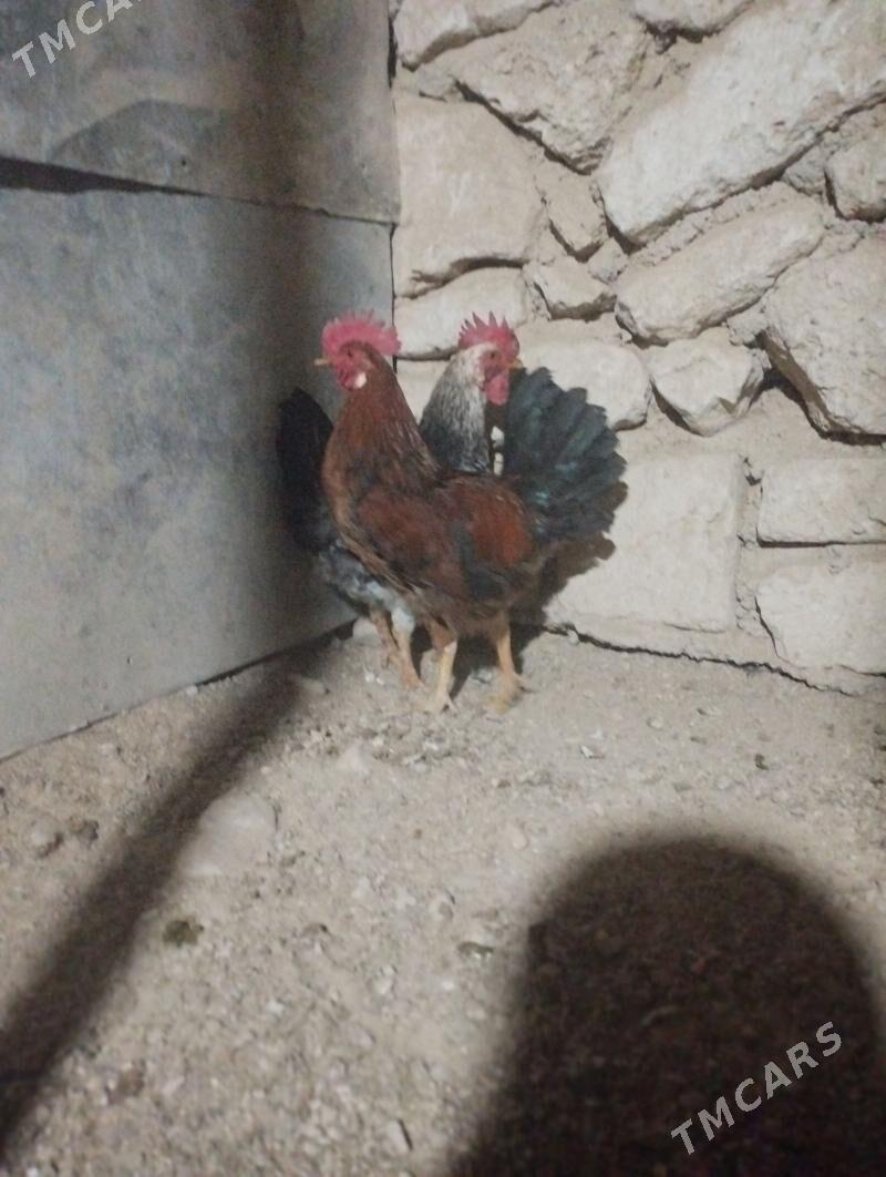 Horaz - Balkanabat - img 1