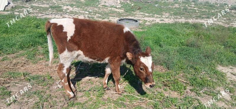 tohum tüwe - Гёкдепе - img 1