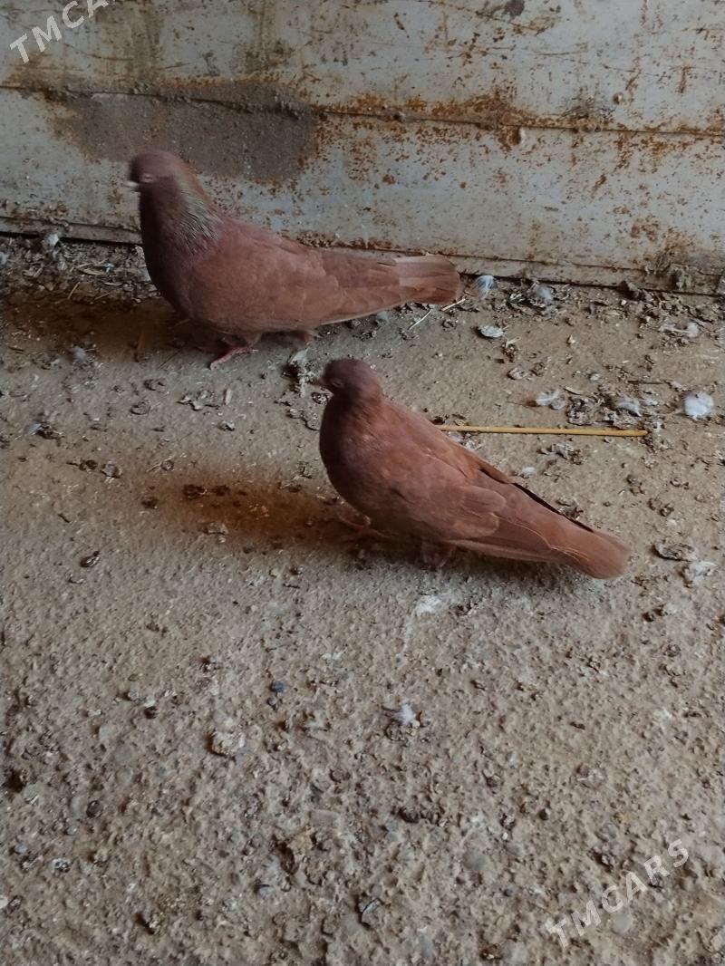 kepderi - Mary - img 1