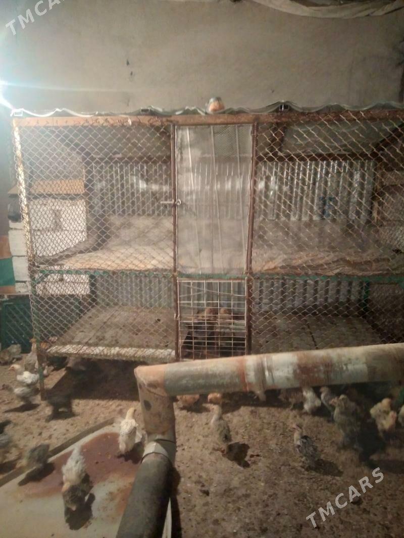 Juje ketek - Aşgabat - img 1