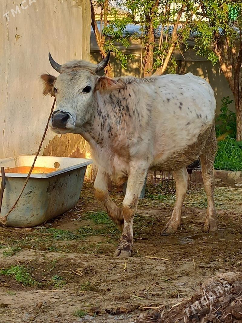 Goleli sygyr - Гёкдепе - img 1