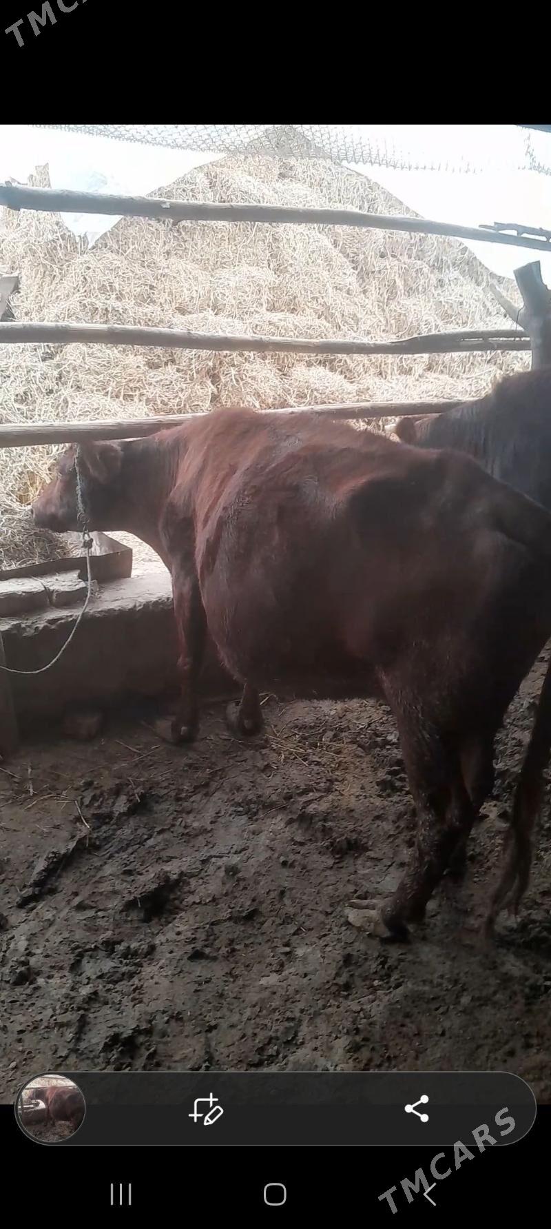 yetik sygyr - Саят - img 1