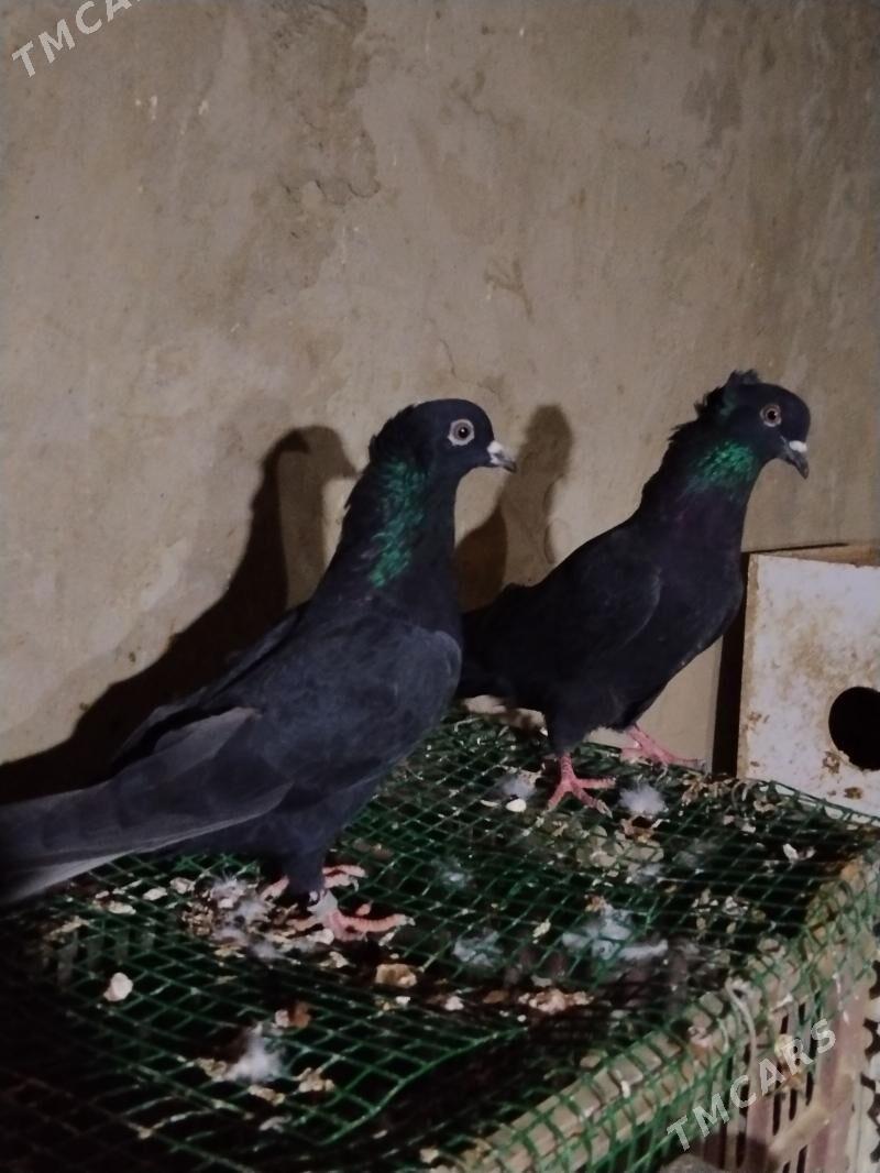 kepderi - Векильбазар - img 1