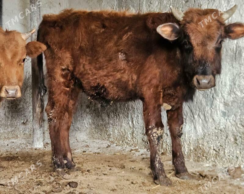 Okuzler - Бузмеин - img 1