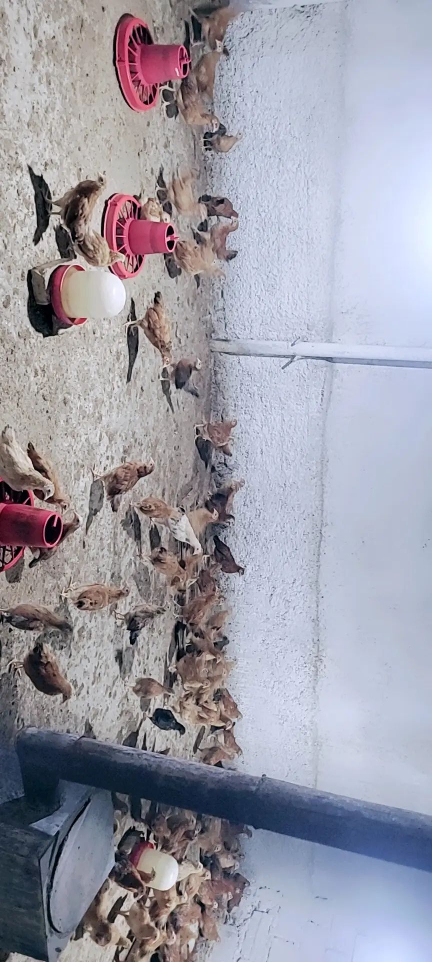 Jüýje elin 3 aỳlyk - Köşi - img 1