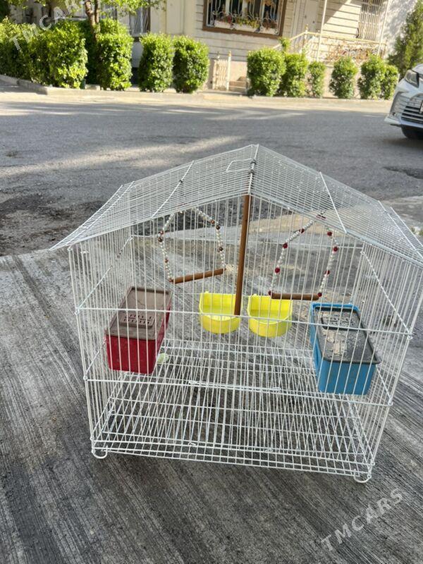 gus setga - Aşgabat - img 1