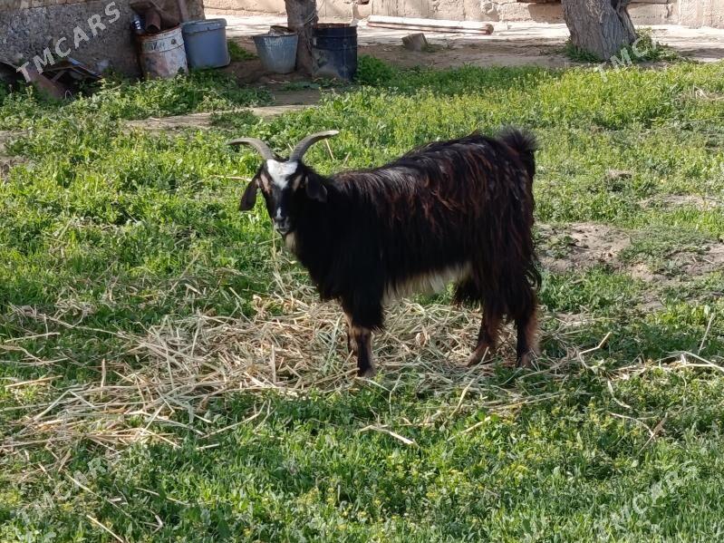 Owlakly gechi - Гёкдепе - img 1