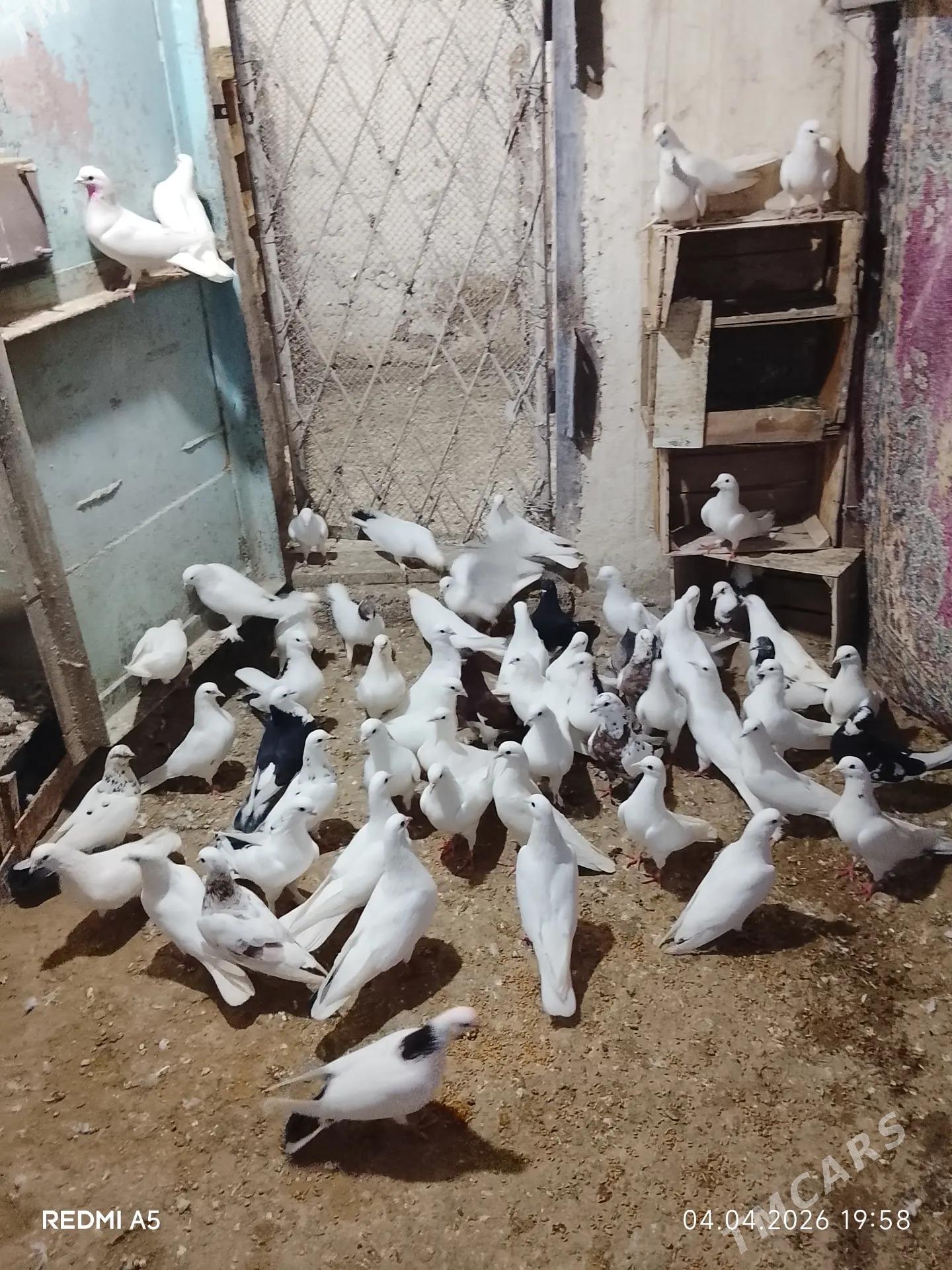 kepderi - Балканабат - img 1