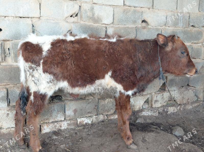 okuz tuwe - Bagyr - img 1