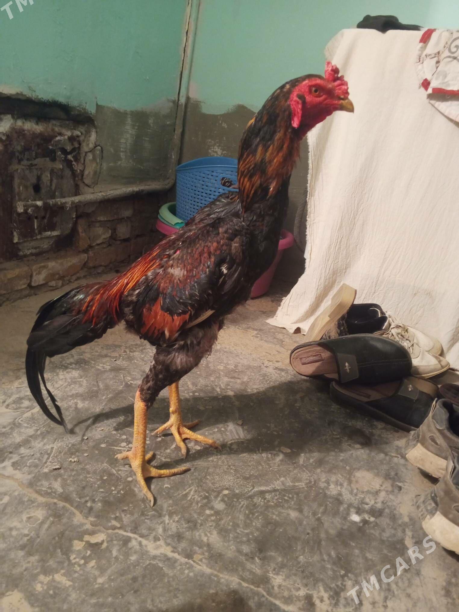 bayes juje - Чарджоу - img 1