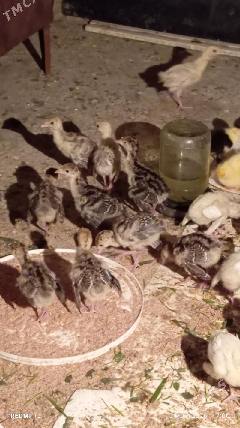 induk juyje - Tejen - img 1