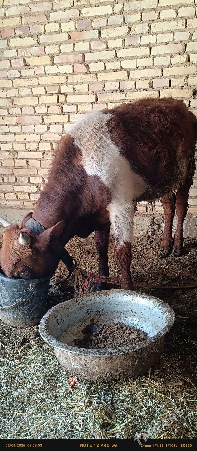 öküz - Babadaýhan - img 1