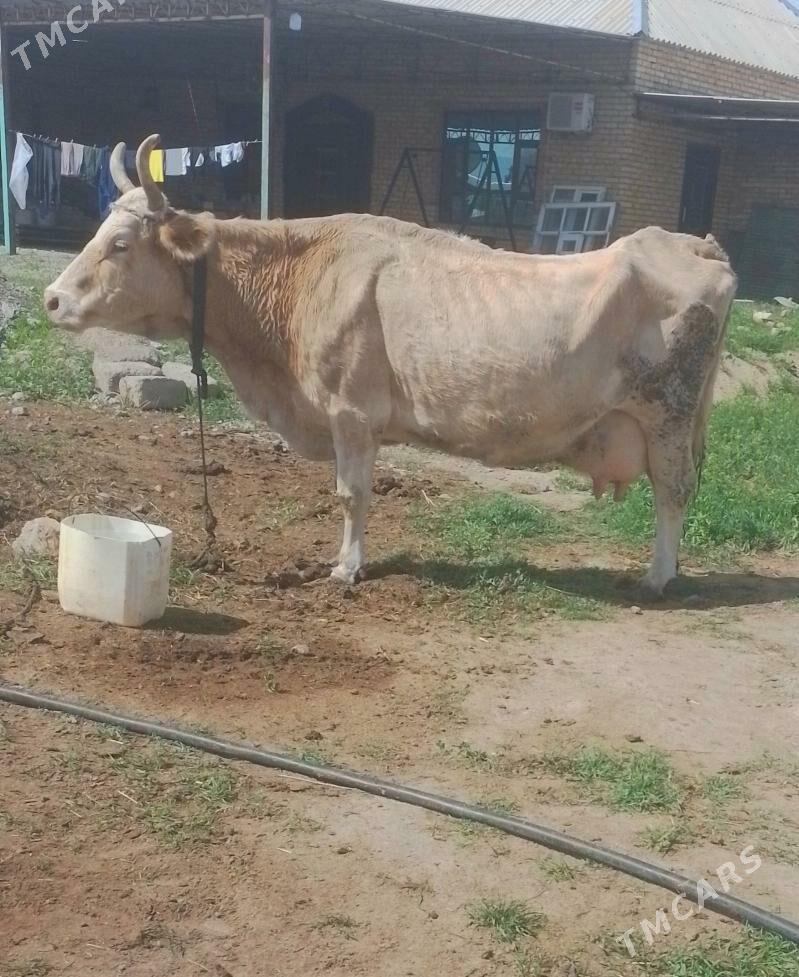 TOHUM SYGYR WE OKUZÇE - Бахарден - img 1