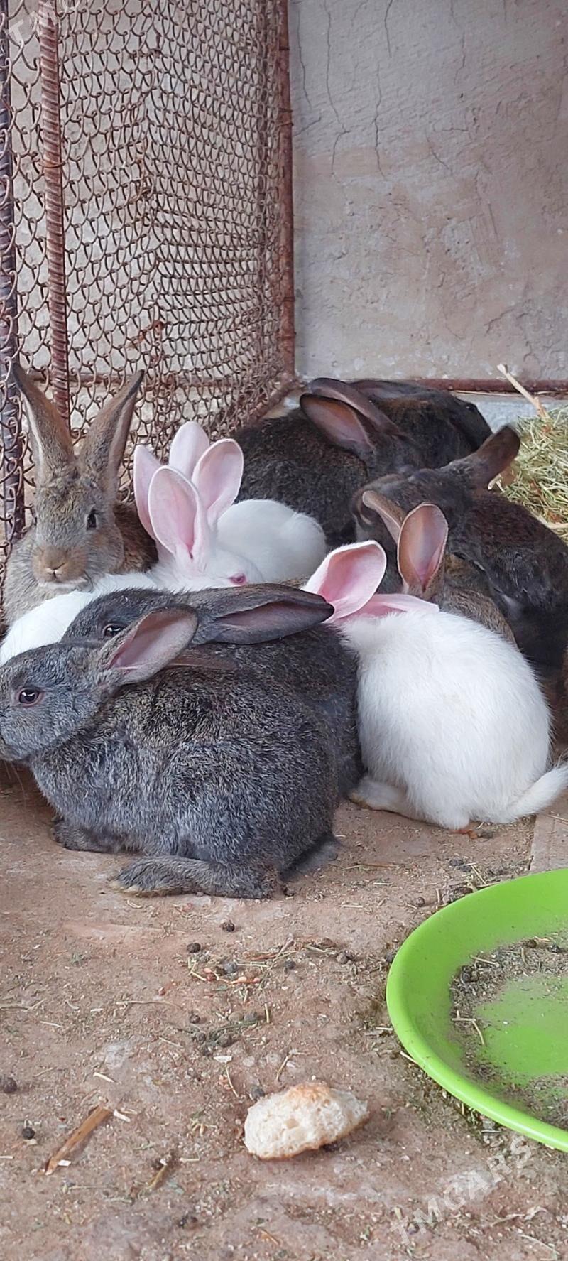 towsan - Änew - img 1